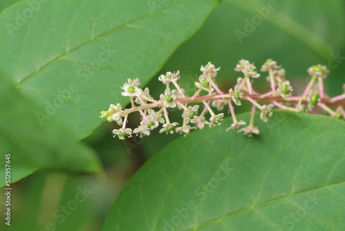 ヨウシュヤマゴボウの葉に囲まれた穂状の花と蕾。花多め。穂先寄りの半分のアップ