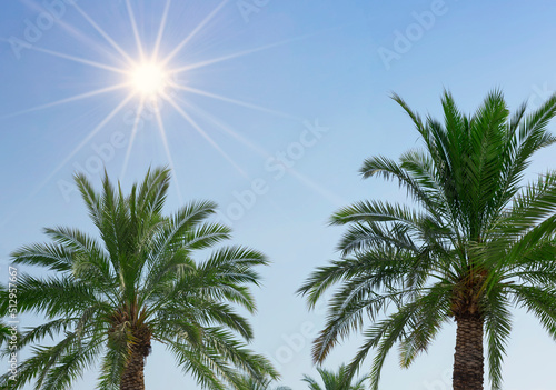 An image of two nice palm trees in the blue sunny sky in Israel at the Dead sea. Tourism  vacation concept backdrop. Palms under sun with copy space  creative summer design  template. Border frame