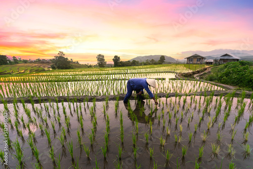 Farmers are planting rice in the rice fields at sunset,Rice field view at sunset with green rice plant being planted as a staircase in Chiang Mai, Thailand
