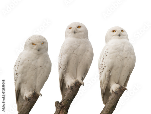three white snowy owls sit on tree branches isolated on white