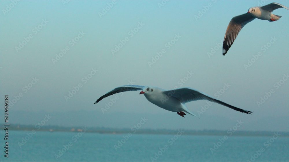 Albatross bird in the sky - A Laysan Albatross, Action wildlife scene from the ocean. Albatross bird in the sky - A Laysan Albatross, Action wildlife scene from the ocean.
