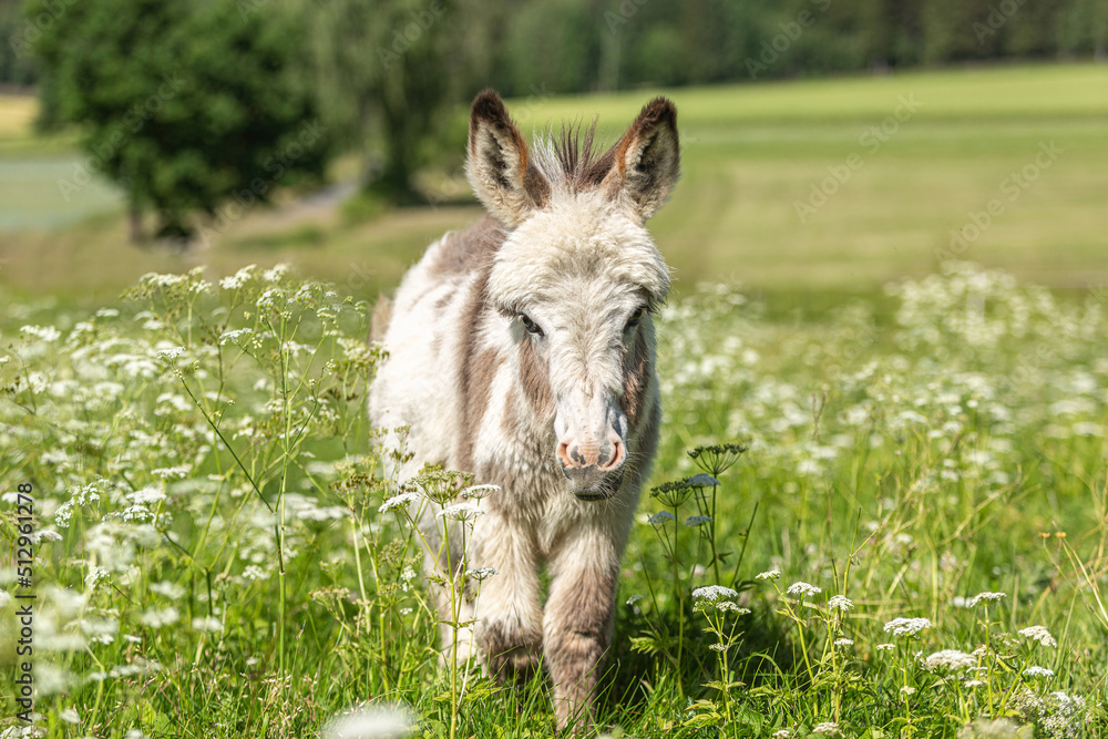 Cute portrait of a dwarf donkey in summer on a wildflower pasture outdoors Cute portrait of a dwarf donkey in summer on a wildflower pasture outdoors