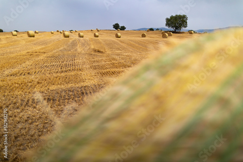 Balas redondas de heno (paja) en un campo recién cosechado (junio primavera verano). Agrícola, agricultura.