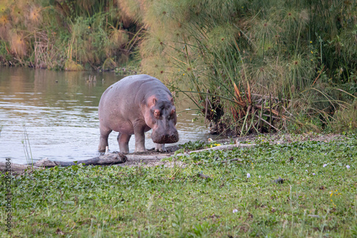 Fototapet wild hippo coming out of a lake in Kenya
