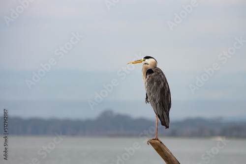 Heron on stick