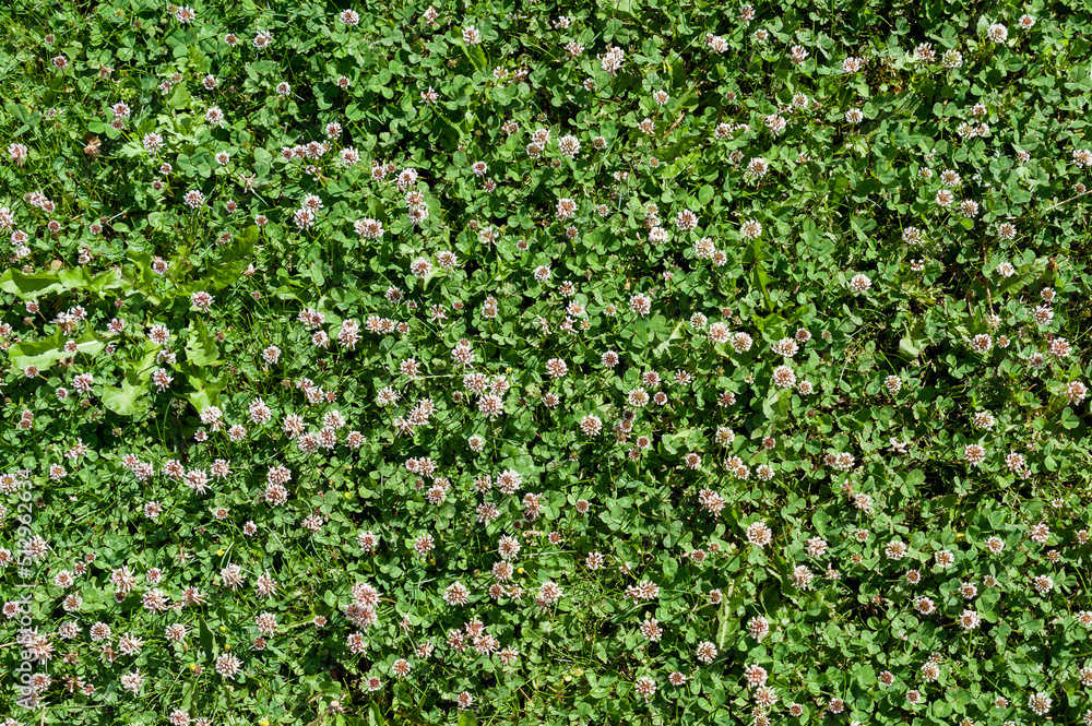There is green grass with white flowers on the lawn There is green grass with white flowers on the lawn