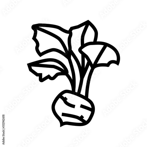 kohlrabi cabbage line icon vector. kohlrabi cabbage sign. isolated contour symbol black illustration