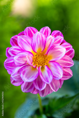 ダリアの花
