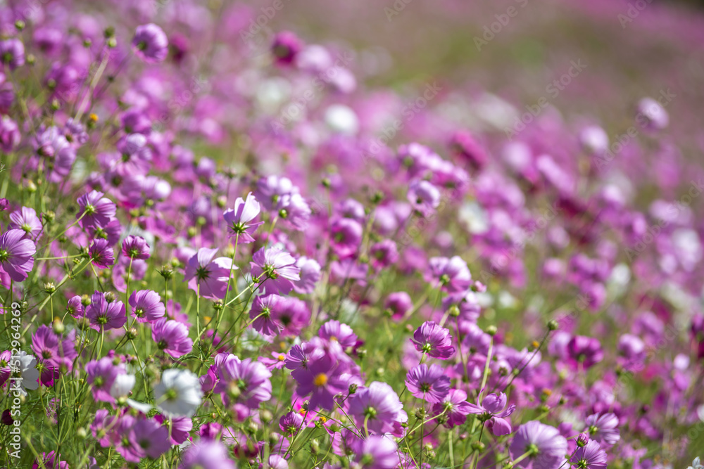 コスモスの花　秋のイメージ