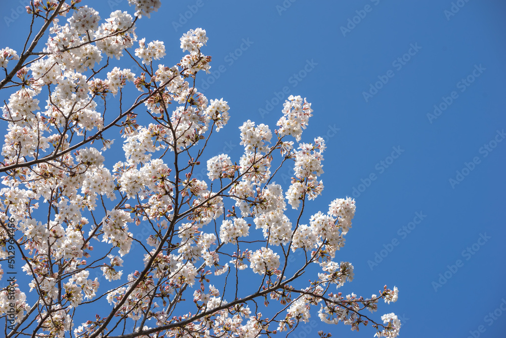 桜の花　春のイメージ