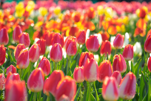 チューリップの花　春のイメージ