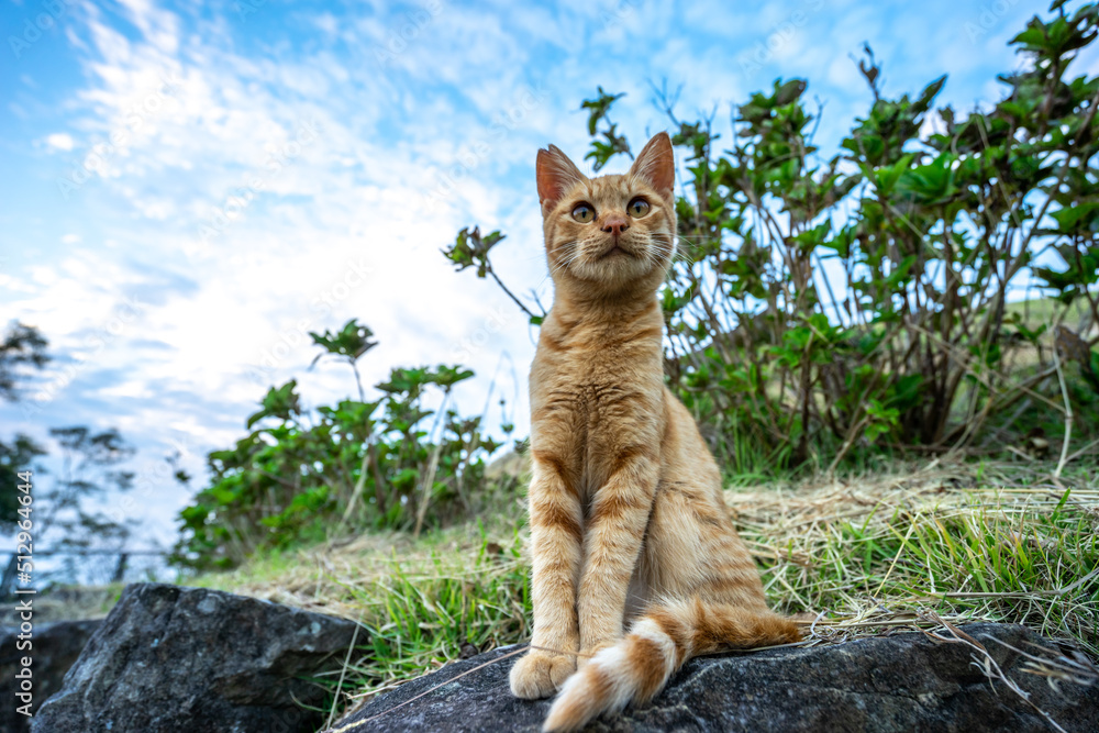 Obraz premium 野良猫のポートレート