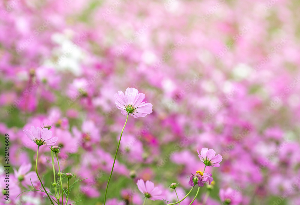 コスモスの花 秋のイメージ コスモスの花 秋のイメージ