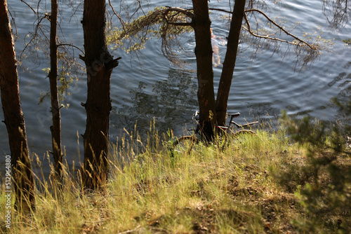 Summer forest in the suburbs, Dzerzhinsky, Russia.