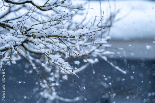 木の枝の積雪 冬のイメージ