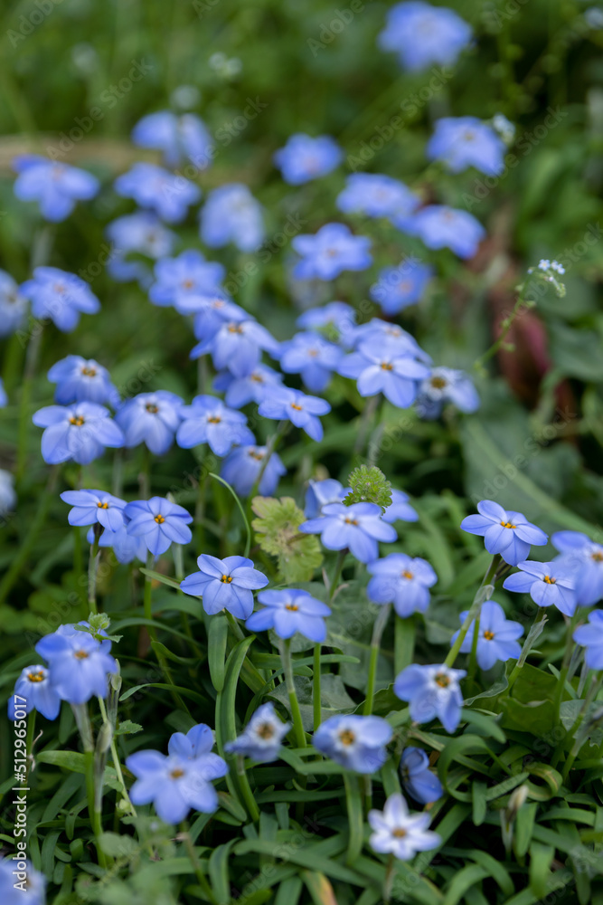 Fototapeta premium ハナニラの花 春のイメージ
