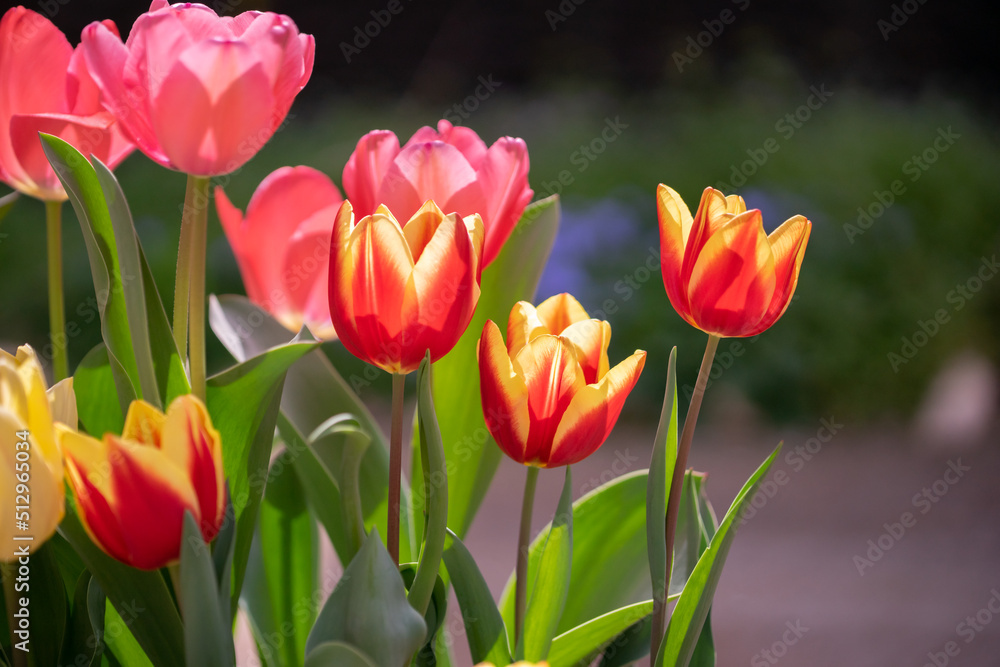 チューリップの花 春のイメージ チューリップの花 春のイメージ