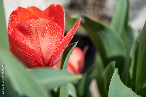 チューリップの花　春のイメージ