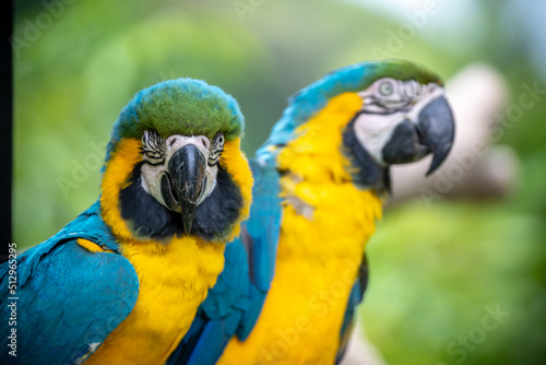 ルリコンゴウインコのポートレート