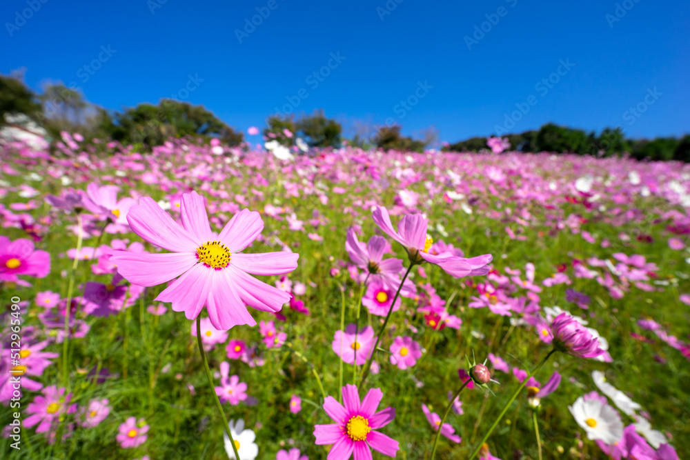 コスモスの花　空きのイメージ