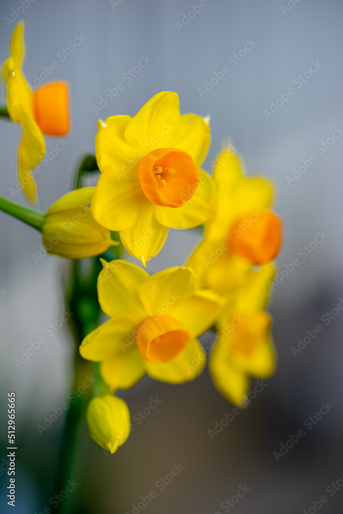 水仙の花 初春イメージ 水仙の花 初春イメージ