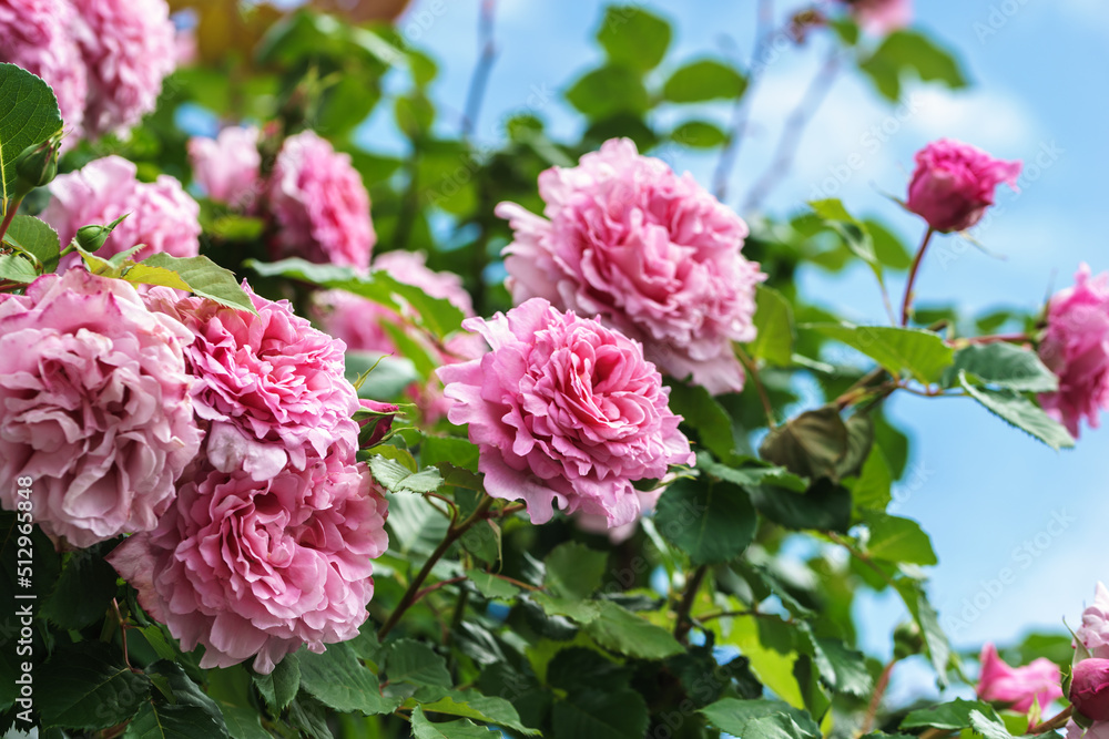バラの花　屋外撮影