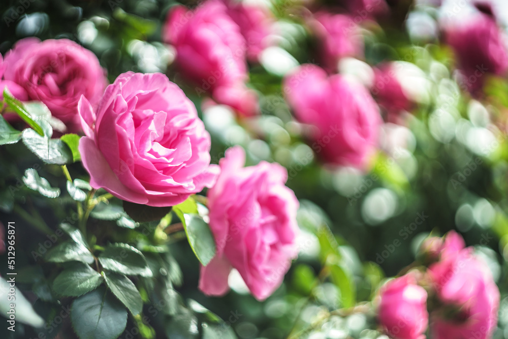 バラの花 屋外撮影 バラの花 屋外撮影