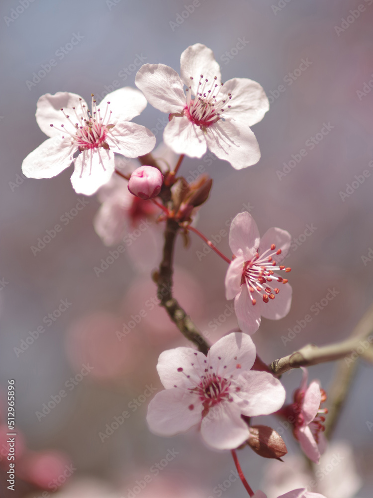 white and pink flowers blossomed on the branches white and pink flowers blossomed on the branches
