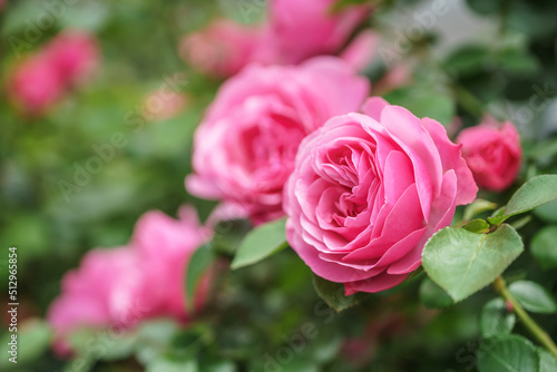 バラの花　屋外撮影