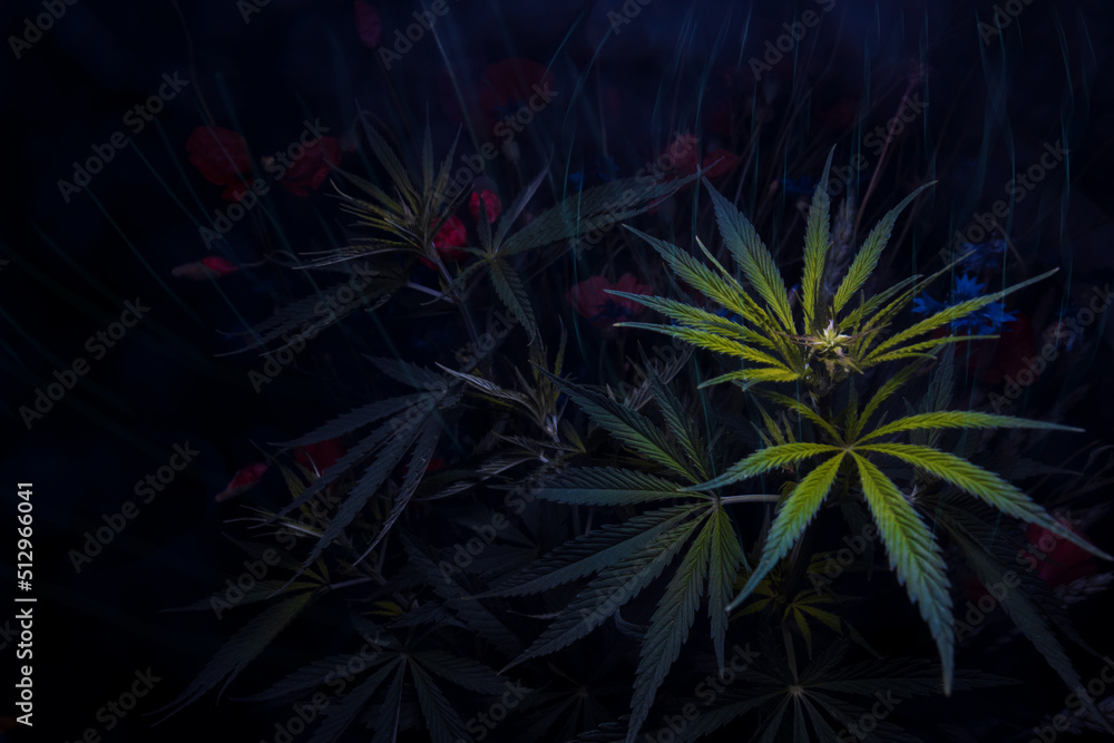cannabis bush glowing in the night cannabis bush glowing in the night