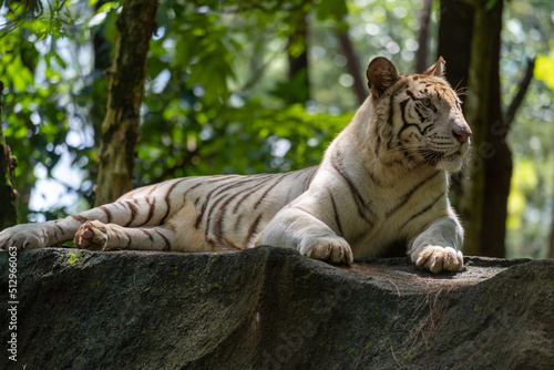 Fototapeta Naklejka Na Ścianę i Meble -  A Bengal Tiger lay on the rock