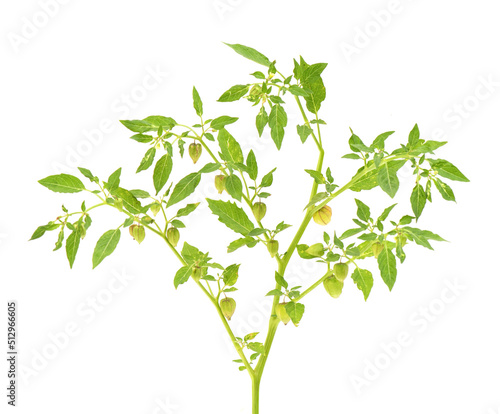 Naklejka Physalis minima tree isolated on white background.