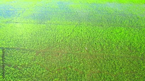 Drone flying over the beautiful rice sapling field scenery. nature green pattern. Rice Industry in Thailand
 photo