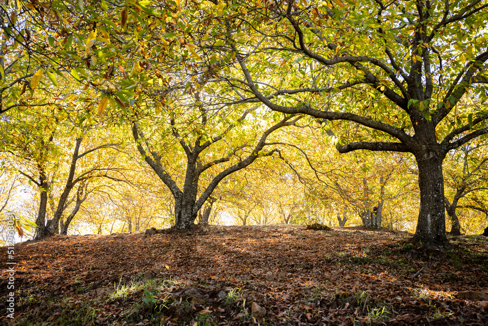 Fototapeta premium Bosque de castaños en otoño durante la recolecta de castañas en Málaga, Andalucía.