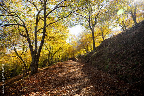 Bosque de castaños en otoño durante la recolecta de castañas en Málaga, Andalucía.