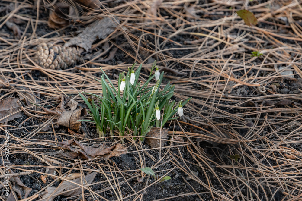 Śnieżyczka przebiśnieg (Galanthus nivalis L.) Śnieżyczka przebiśnieg (Galanthus nivalis L.)