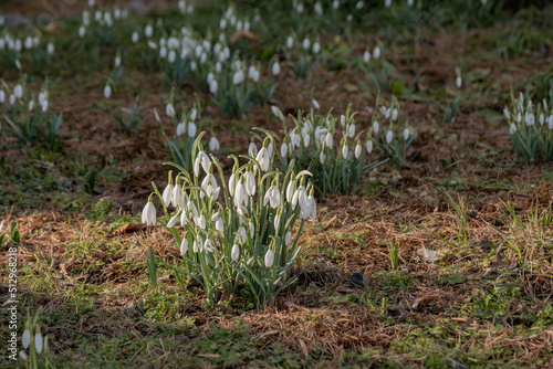 Śnieżyczka przebiśnieg (Galanthus nivalis L.)