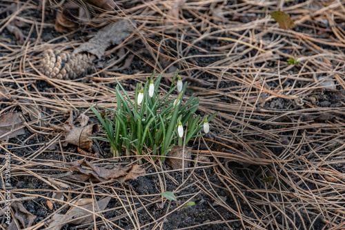 Śnieżyczka przebiśnieg (Galanthus nivalis L.)