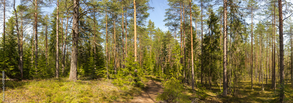 Panorama of a summer pine forest with a path bathed in sunlight Panorama of a summer pine forest with a path bathed in sunlight