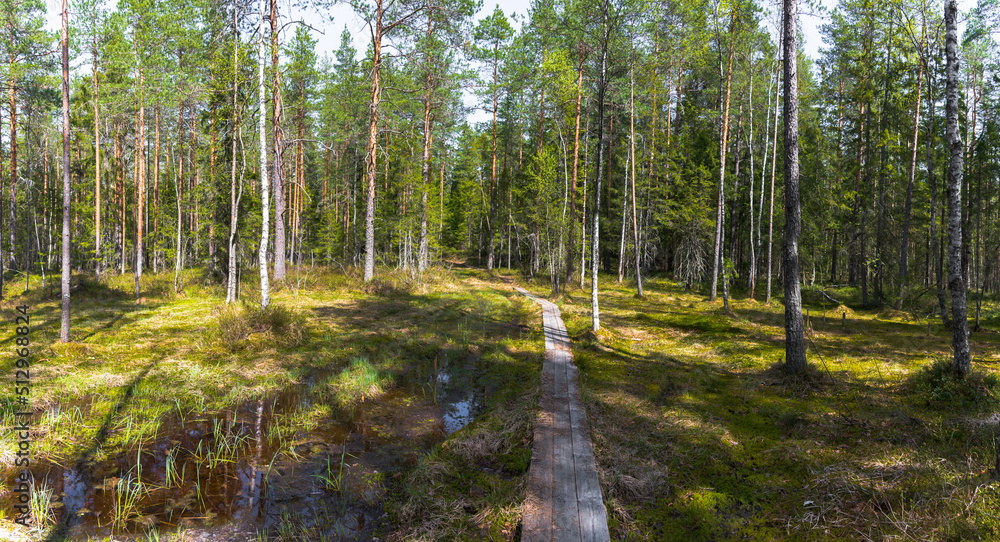 Obraz premium Panorama of a summer coniferous forest flooded with sunlight with a path and a wooden path