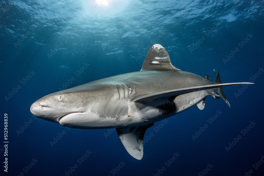 Naklejka premium Oceanic Whitetip Shark Cat Island Bahamas