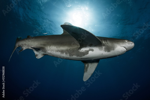 Oceanic Whitetip Shark Cat Island Bahamas