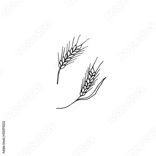 An ear of wheat painted on a white background