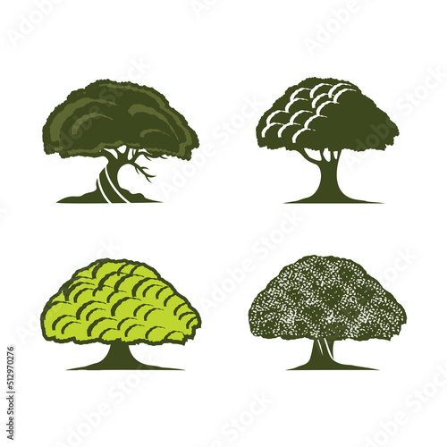 Oak tree logo template vector.