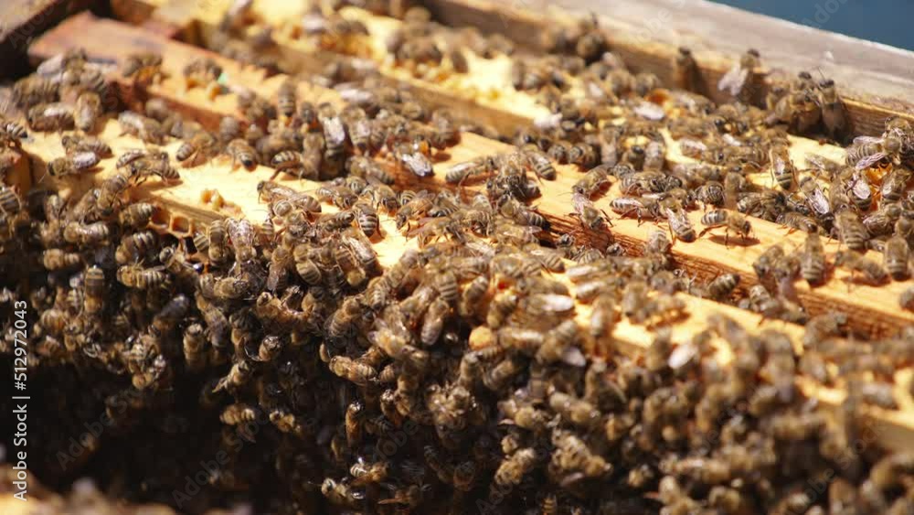Bee brood on top of honey frames in beehive. Bees lit by sun crawling in the opened beehive. Close up. Bee brood on top of honey frames in beehive. Bees lit by sun crawling in the opened beehive. Close up.