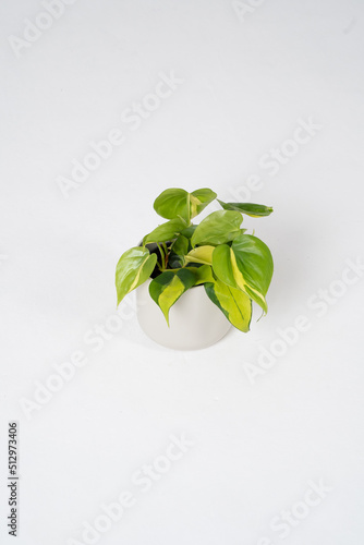 Philodendron scandens on a white background in a pot