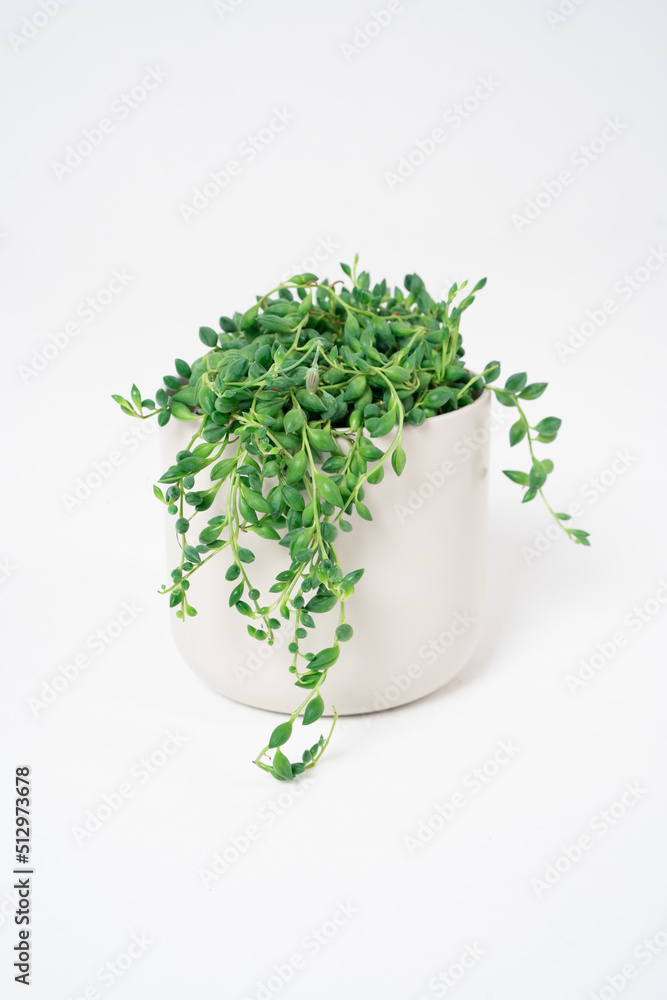 Groundsel on a white background top view Groundsel on a white background top view