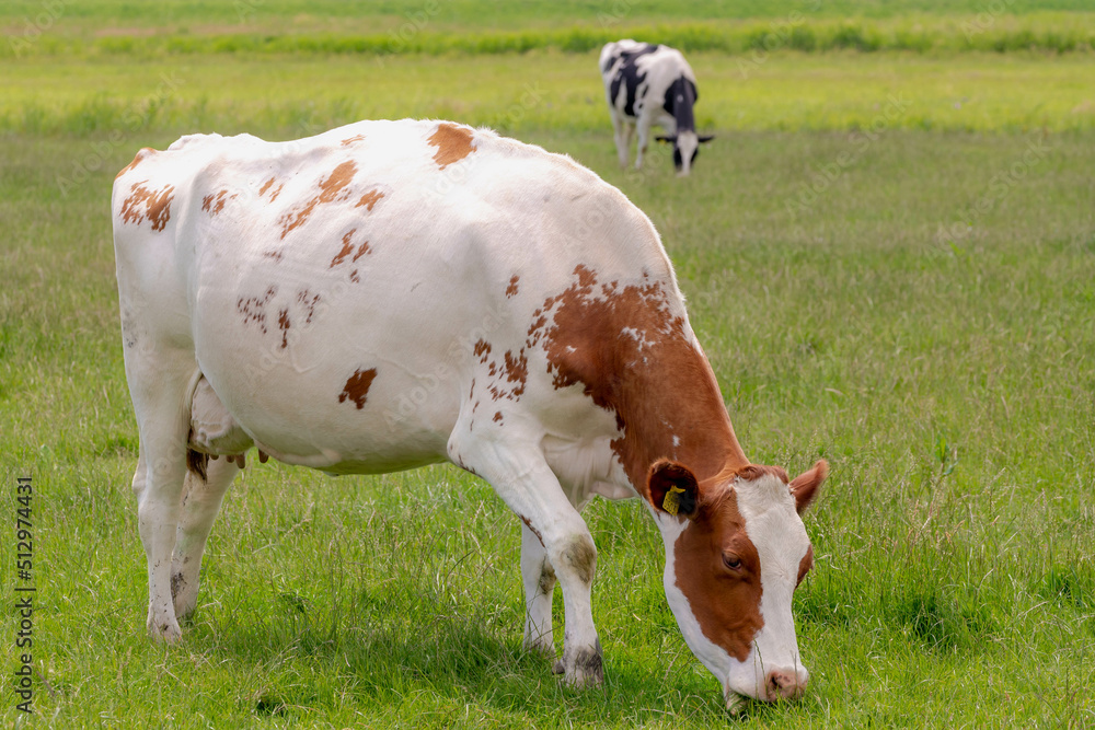 Selective focus of orange and white Dutch cow walking on green meadow, Holland typical polder landscape in summer, Open farm with dairy cattle on the grass field in countryside, Netherlands. Selective focus of orange and white Dutch cow walking on green meadow, Holland typical polder landscape in summer, Open farm with dairy cattle on the grass field in countryside, Netherlands.