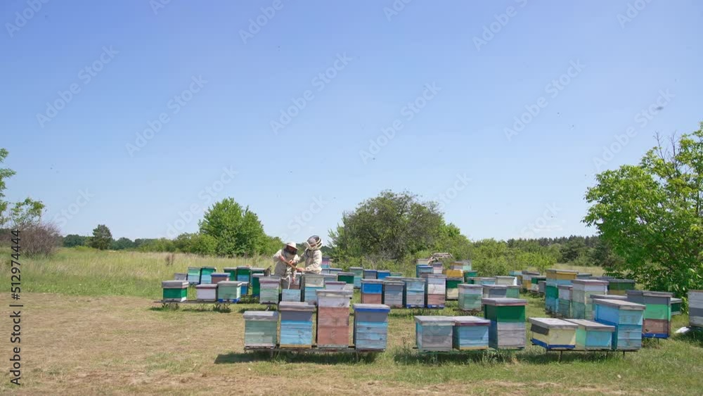 Little apiary of wooden beehives in the meadow near forest. Two beekeepers checking up honey frames. Sunny day backdrop. Little apiary of wooden beehives in the meadow near forest. Two beekeepers checking up honey frames. Sunny day backdrop.