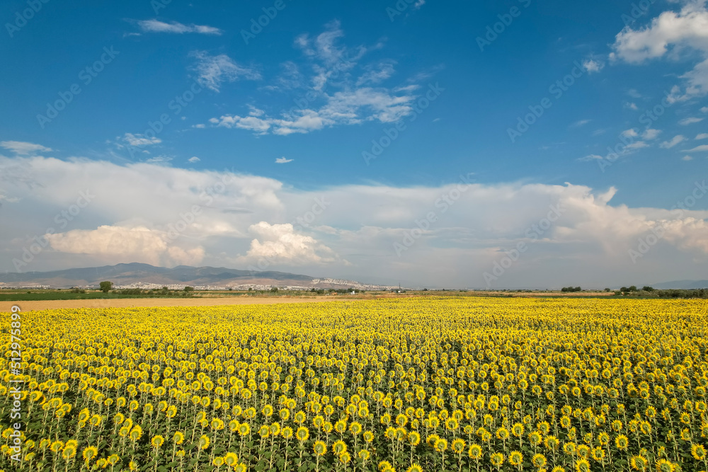 field of blooming sunflowers on a background of blue sky